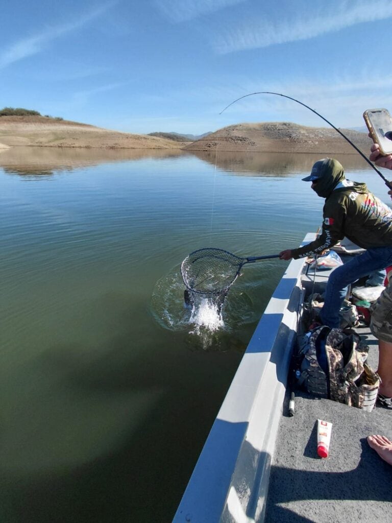 Lobina de 7.18 lb de Fidel entrando en la red junto a la lancha en Presa Bacurato durante una jornada de pesca.