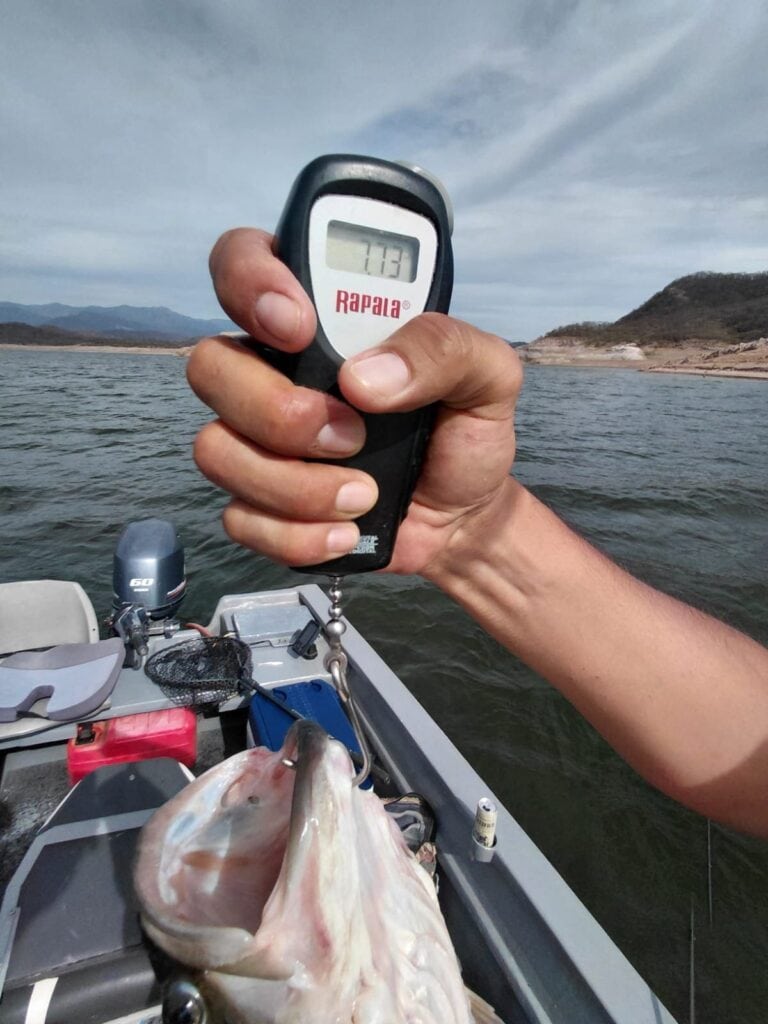Báscula marcando 7.73 lb para la lobina de Fidel capturada en Presa Bacurato.