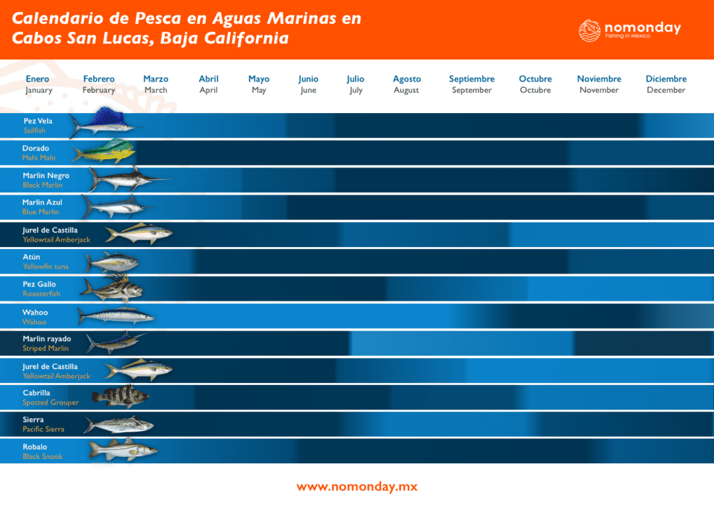 Pesca deportiva en Cabo San Lucas, Los Cabos, Baja California Sur. Captura marlin, pez vela, dorado, wahoo, atún, pez gallo, y cabrilla.