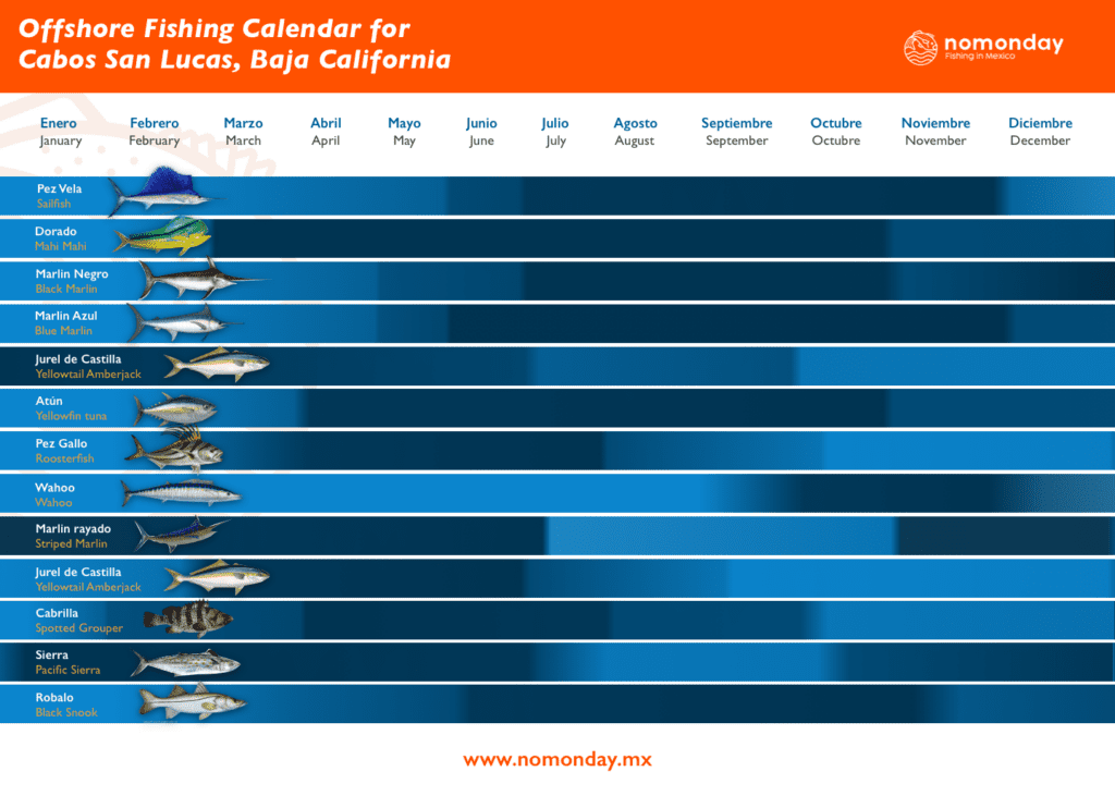 Fishing in Cabo San Lucas - Los Cabos, Baja California Sur, Mexico. Catch marlin, tuna, mahi mahi, wahoo, roosterfish, and grouper.