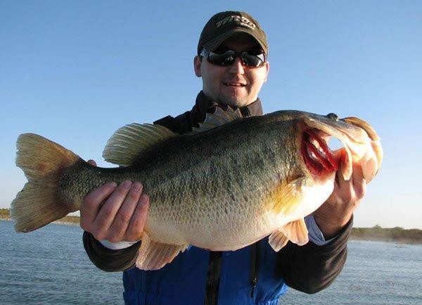 Tommy Law sostiene su lubina récord de 7.08kg (15,63 libras) en el lago Falcon (1/7/11)