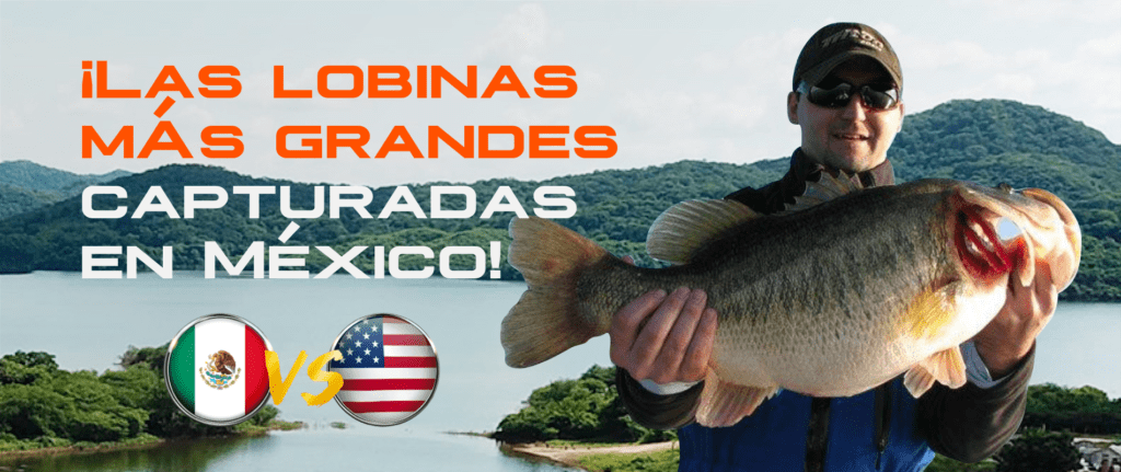 Las lobinas mas grandes capturadas en México