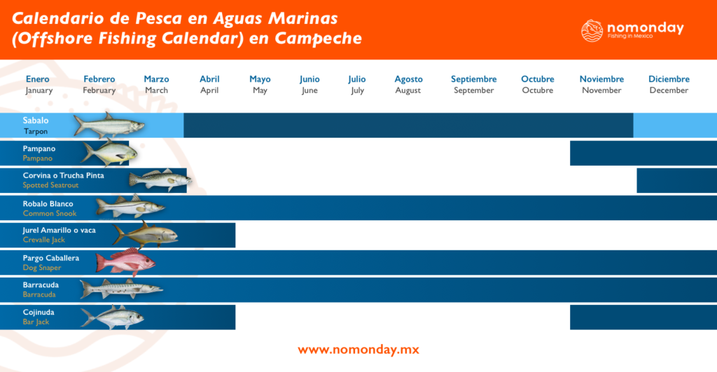Sport fishing calendar for fly fishing in Campeche Mexico. Nomonday Fishing in México