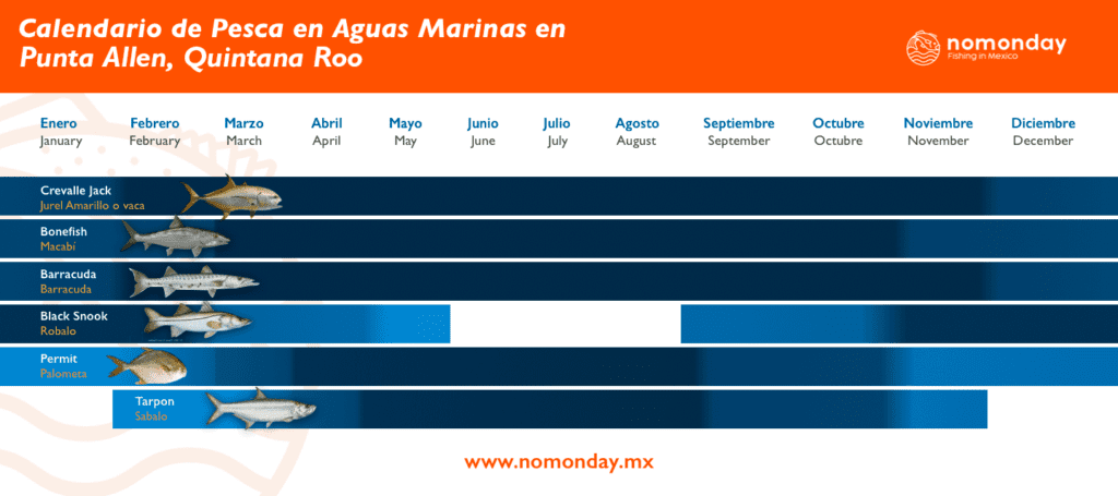 Sport fishing calendar in Punta Allen Quinta Roo. you can catch all kind of fish and use techniques like fly fishing and spining, You can find various fish such as jack mackerel, barracuda, black snook, permit, tarpon among others. Nomonday fishing in Mexico