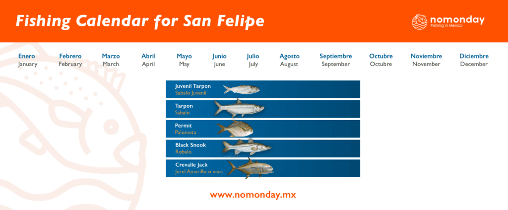 Fishing Season - San felipe