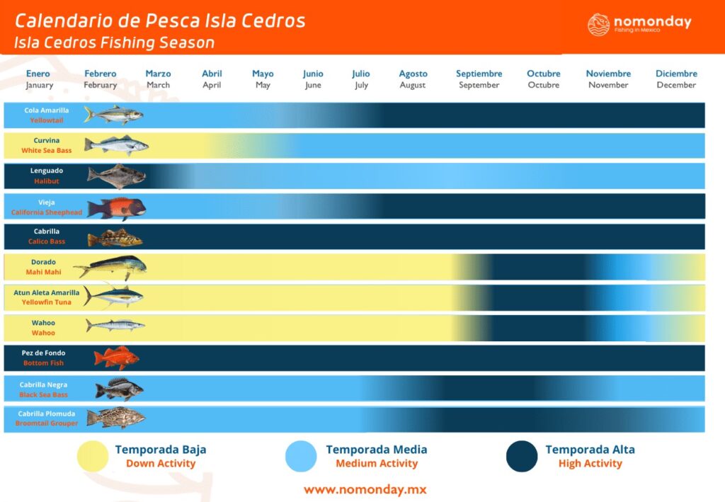 Fishing Season Cedros Island in Baja