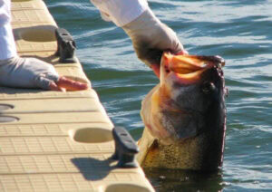 Record Presa Falcon 3-Tommy Law